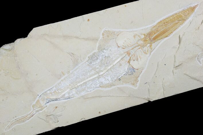 Cretaceous Sawfish-Like Ray (Libanopritis) With Shrimp - Lebanon #186191